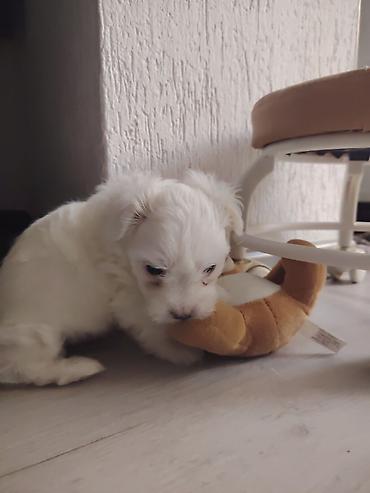 obuca ps: Rasa: mali, bele dlake, pahuljast pas pratilac (tipičan za toy/mini — 2