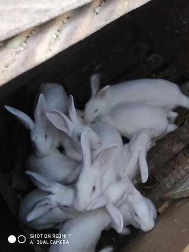 Dovşanlar: Ağ albinos dovşanlar – eyni yuvalamadan olan bir neçə baş. 8 ildir — 9