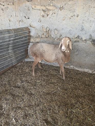 Баран, овца: Продаю | Баран (самец) — 3
