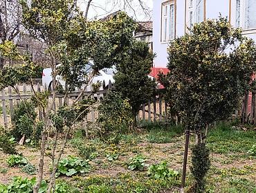 Самшит: Самшит (Buxus sempervirens) — взрослые сформированные кусты ПРОДАЮ С — 3