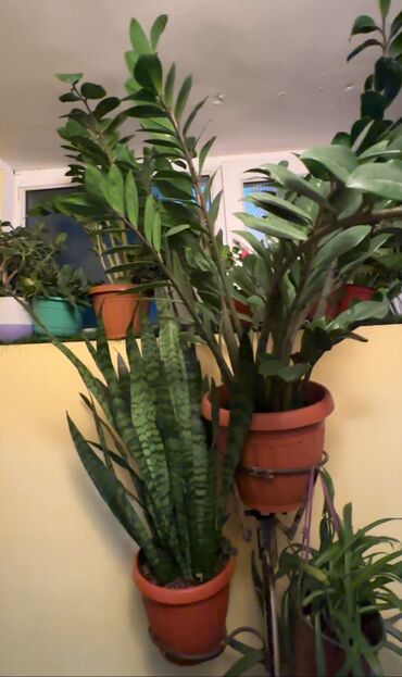 Продажа квартир: 2 комнаты, 60 м², 106 серия, Цокольный этаж этаж, Косметический ремонт — 11