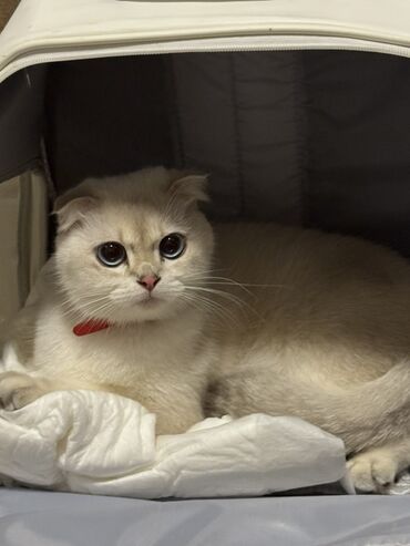 pişik sortları: Шотландская, Самка, В добрые руки, Бесплатная доставка