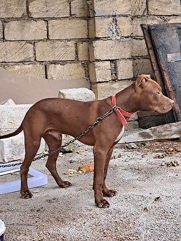 ev heyvanları satışı: Pitbul — 2