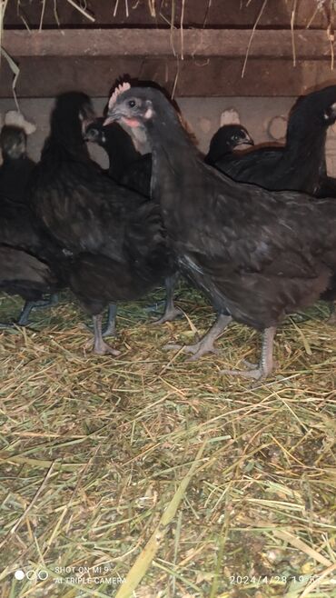 Птицы: Продаю 2х мец цыплят Джерсийкий Гигант линия Валера В. цена 1000с