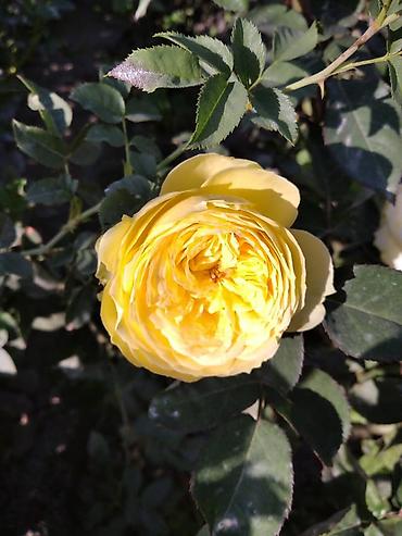 Роза: Саженцы чайно-гибридных роз (садовые кустовые розы) разных окрасок — 6