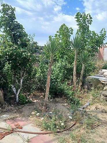Həyət evləri və villaların satışı: Nardaran qəs. 3 otaqlı, 3 kv. m, Kredit yoxdur, Orta təmir — 11