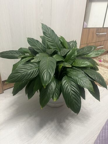 продаю связи с переездом: Спатифиллум (Spathiphyllum), крупный куст в горшке. - Пышная розетка