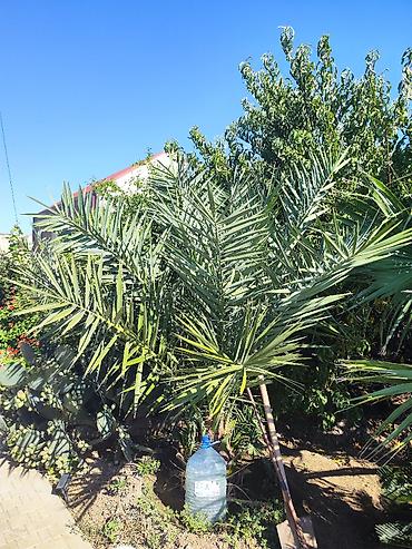 сколько стоит пальма в горшке: Xurma palması, həmçinin Feniks, finik palma. Xurma ağacına necə — 10