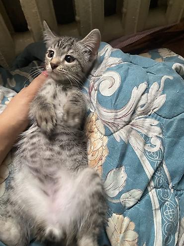 фри пир: Два полосатых котенка, короткошерстная домашняя кошка, 2,5 месяца — 2