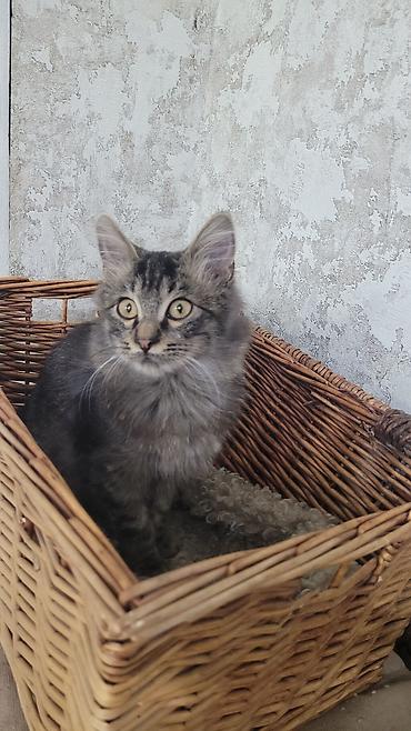 Отдам даром кошку: Кошка даром: Сибирская, 2 месяца, Мальчик — 1