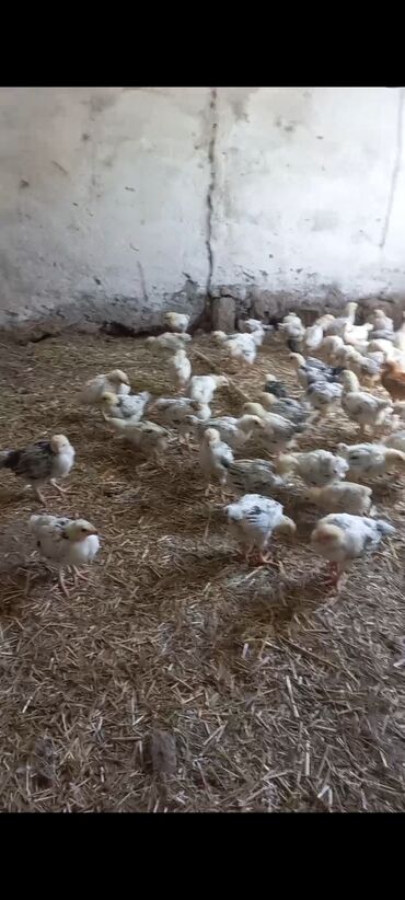 xiaomi redmi 7 цена в баку: Курица, Adler, Для яиц, Самовывоз, Бесплатная доставка, Платная доставка