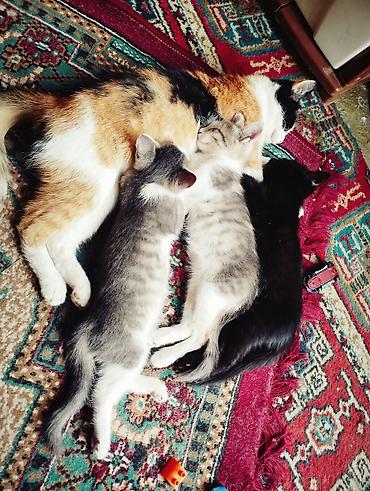 египетский кошка: Котята от домашней кошки - Помёт из трёх котят разной масти — 2