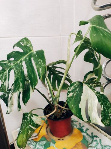 Садовые цветы и кустарники: Саженцы цветка: Флоксы — 26