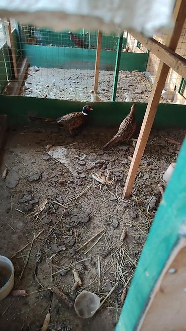 Другие с/х животные: Птицы для приусадебного хозяйства. - Утка с насыщенным тёмно‑зеленым — 4