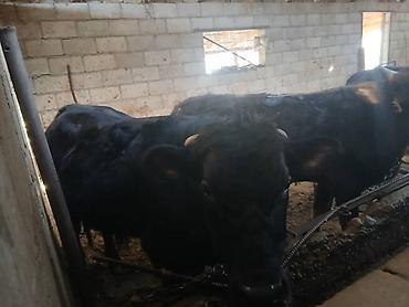 Коровы, быки: Продаю | Бык (самец) | На откорм | Привязанные — 11