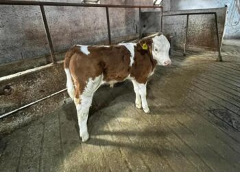 cins ineklerin satisi: Məhsul: Dana (ibridləşdirilmiş ətlik istiqamət) - Cins tipi