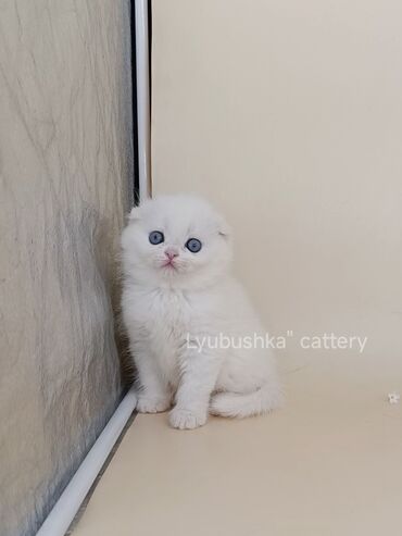 бурманская короткошерстная кошка: Скотиш Фолд (Шотландская вислоухая), 1 месяц, Мальчик, Белый, Приучена к лотку, Проглистована
