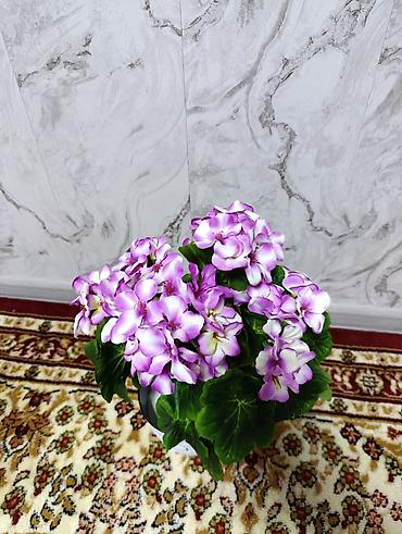 Декоративные цветы: Горшечные примулы (Primula) — декоративные комнатные растения с — 16