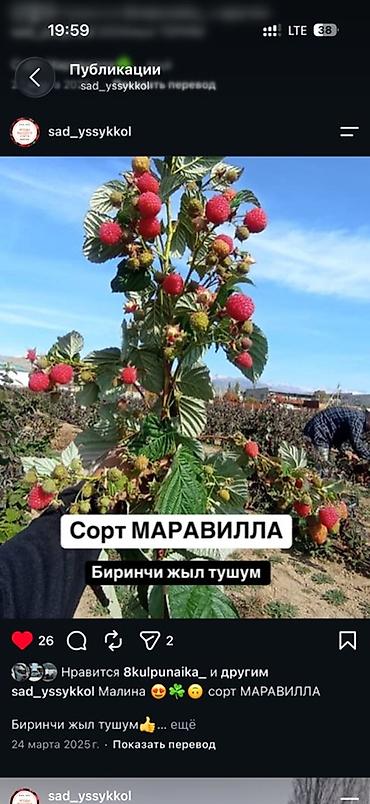 bahroma мороженое: Малина сорта Маравилла. Малина Маравилла сортундагы кочоттор сатылат - — 1