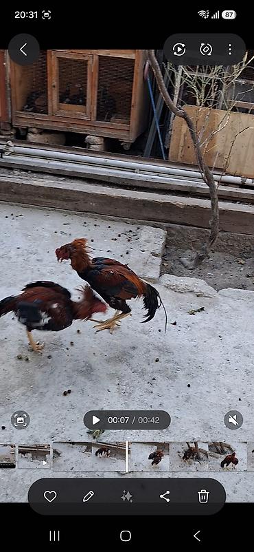 beca xoruz: Məhsul: Qırma cins xoruz (idman tipli, uzun ayaqlı) Xüsusiyyətlər: - — 7