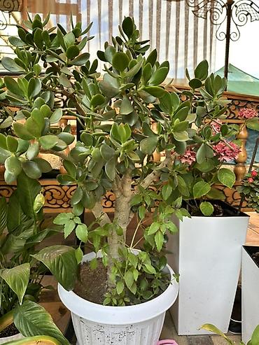алоэ купить: Толстянка (Crassula ovata), крупное комнатное дерево в декоративном — 1