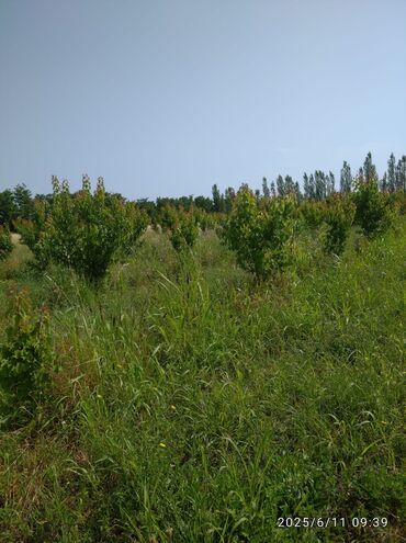 Torpaq sahələrinin satışı: 241 sot, Kənd təsərrüfatı, Mülkiyyətçi, Kupça (Çıxarış), Texniki pasport — 11