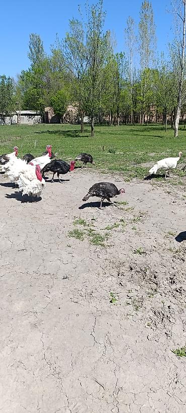 Индюки: Продаю | Индюшка (самка) at lalafo.kg — 4 Индюки: Продаю | Индюшка (самка) — 4