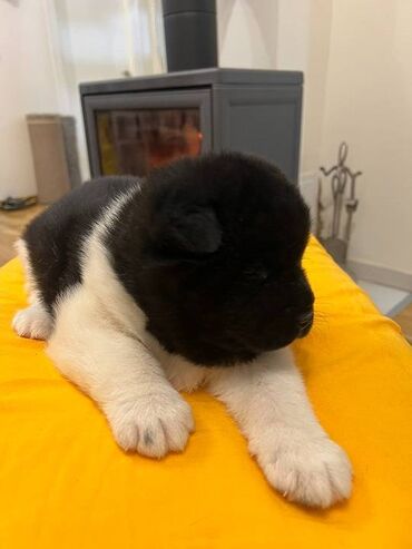 Psi: Američka akita štenci, muško i žensko štene, stari mesec dana — 4