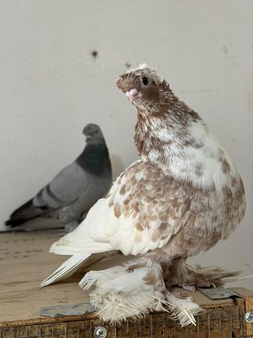 лотки для перепелиных яиц: Продам двух голуби