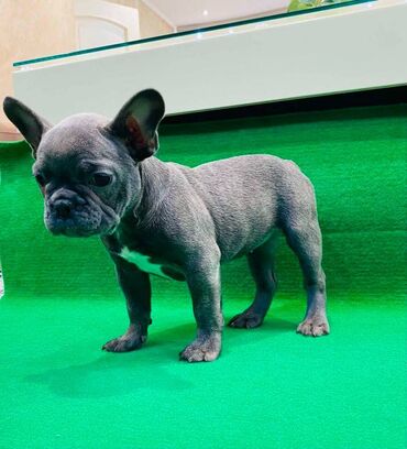 Psi: Zensko stene francuskog buldoga egzotične plave boje bez tigrine na lalafo.rs — 8 Psi: Zensko stene francuskog buldoga egzotične plave boje bez tigrine — 8