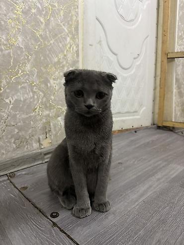 Şotland yastı qulaq, Erkək, Cütləşmə üçün, Ödənişli çatdırılma, Ünvandan götürmə, Pulsuz çatdırılma