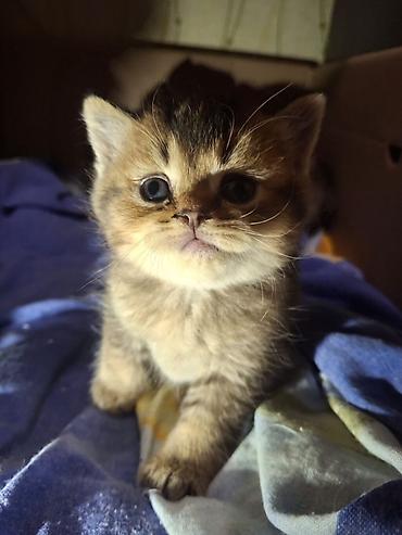 Pişiklər: Britan — 14