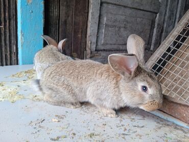 купить кролика: Продаю | Крольчиха (самка), Кролик самец, Крольчата | На забой | Племенные