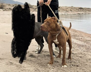 японская собака: Кубинский Питбуль по кличке Броно 🔥 Идеальный самец 💥 Участвовал в
