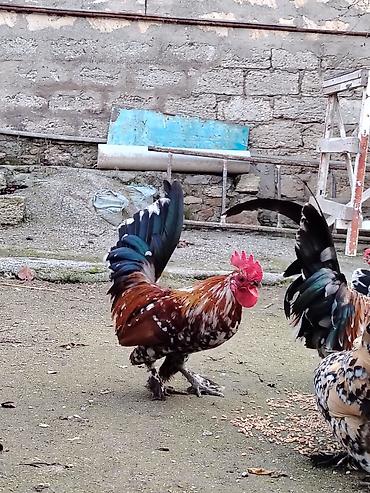 Xoruzlar: Yaponkalar satılır ünvan Əmircan — 2