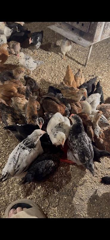 Cücələr: 45,50 günlük tam sağlam aktiv diribaş qarışığ kənd cücələri bütün — 14