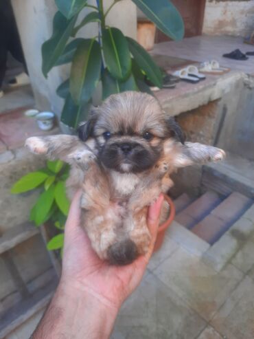 ov iti satilir: Pekines, 1 ay, Dişi, Sənədli, Ünvandan götürmə