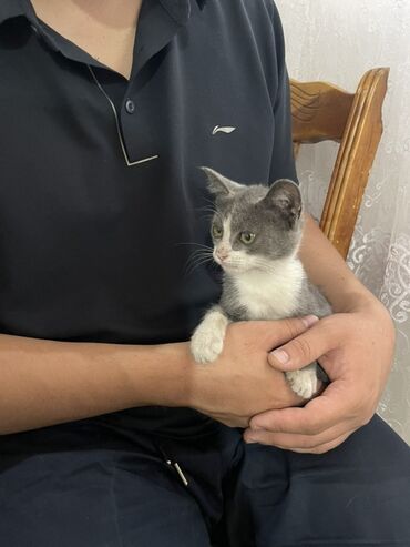 бесплатно кошка: Отдам даром Котёнка с бело-серой шерстью, белая мордочка, грудка и