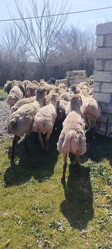 brama toyuqlari satisi: Qurbanliq ve toxumluq Qoclar ve quzular 40 kilodan 70 kiloya qeder her — 1