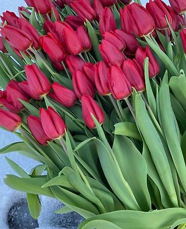 Организация мероприятий: Открываем бронирование 2026 г.Тюльпаны оптом самые яркие,сочные цвета — 6