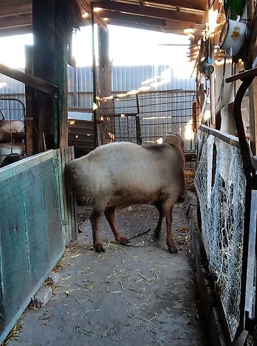 Баран, овца: Продаю | Овца (самка) | Для разведения | Матка — 5