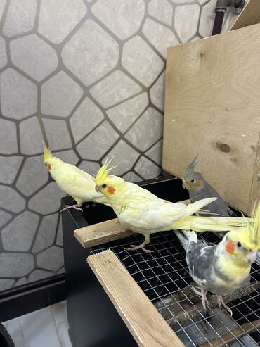 Tutuquşları: Erkək Korella papuqayı satılır Dekabrın 1-i doğulub Boz rəngi və — 20