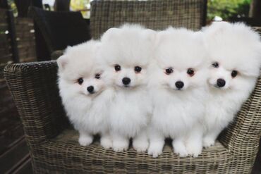 We have very healthy Pomeranian puppies available for adoption. The