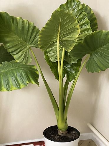 гулдор роза: Алоказия «Калидора» (Alocasia Calidora) — крупное комнатное растение с — 1