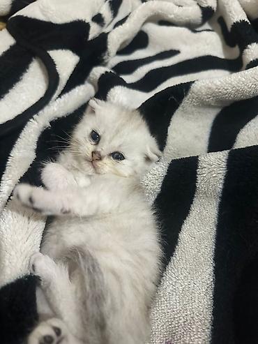 Pişiklər: Şotland yastı qulaq — 15