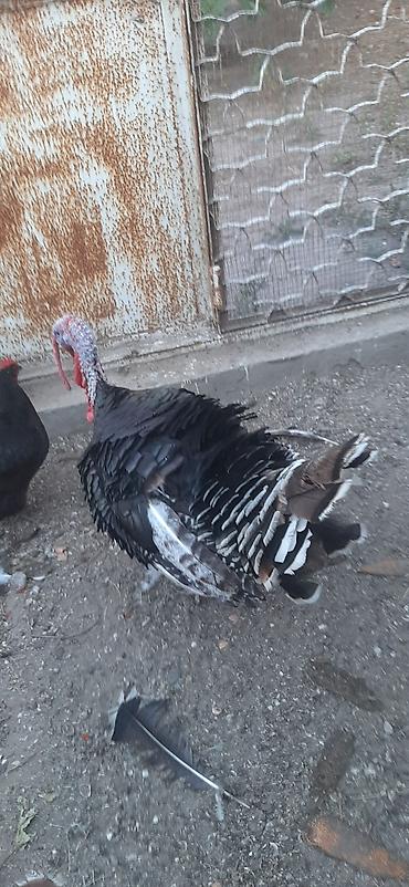 doberman erkek: Erkək, Kanada, Damazlıq, Ünvandan götürmə — 4