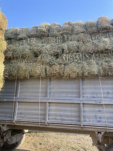 дробилка кукуруза: Продается кастра по 170 сом доставка есть — 3