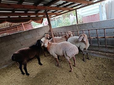 простые птички: Продаю | Баран (самец) | Арашан | На забой — 3