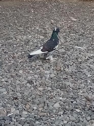 şpits itleri qiymeti: 4 dene lələk papisli oynaq balası 3 nun qiymeti 40 manatdı qiymətə — 7