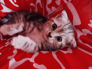 сибирский кот цена: Коты
